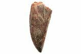 Serrated, Raptor Tooth - Real Dinosaur Tooth #247079-1